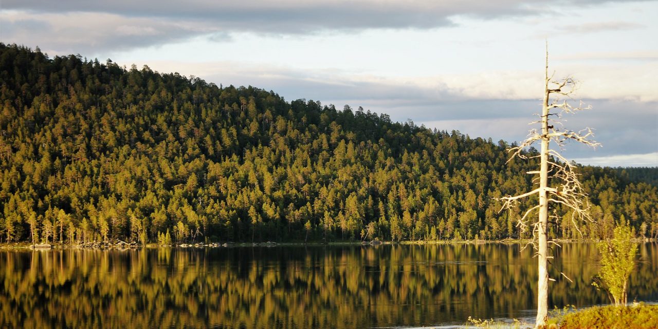 Metsä-ilkka-jukarainen-flickr-1280x640.jpg